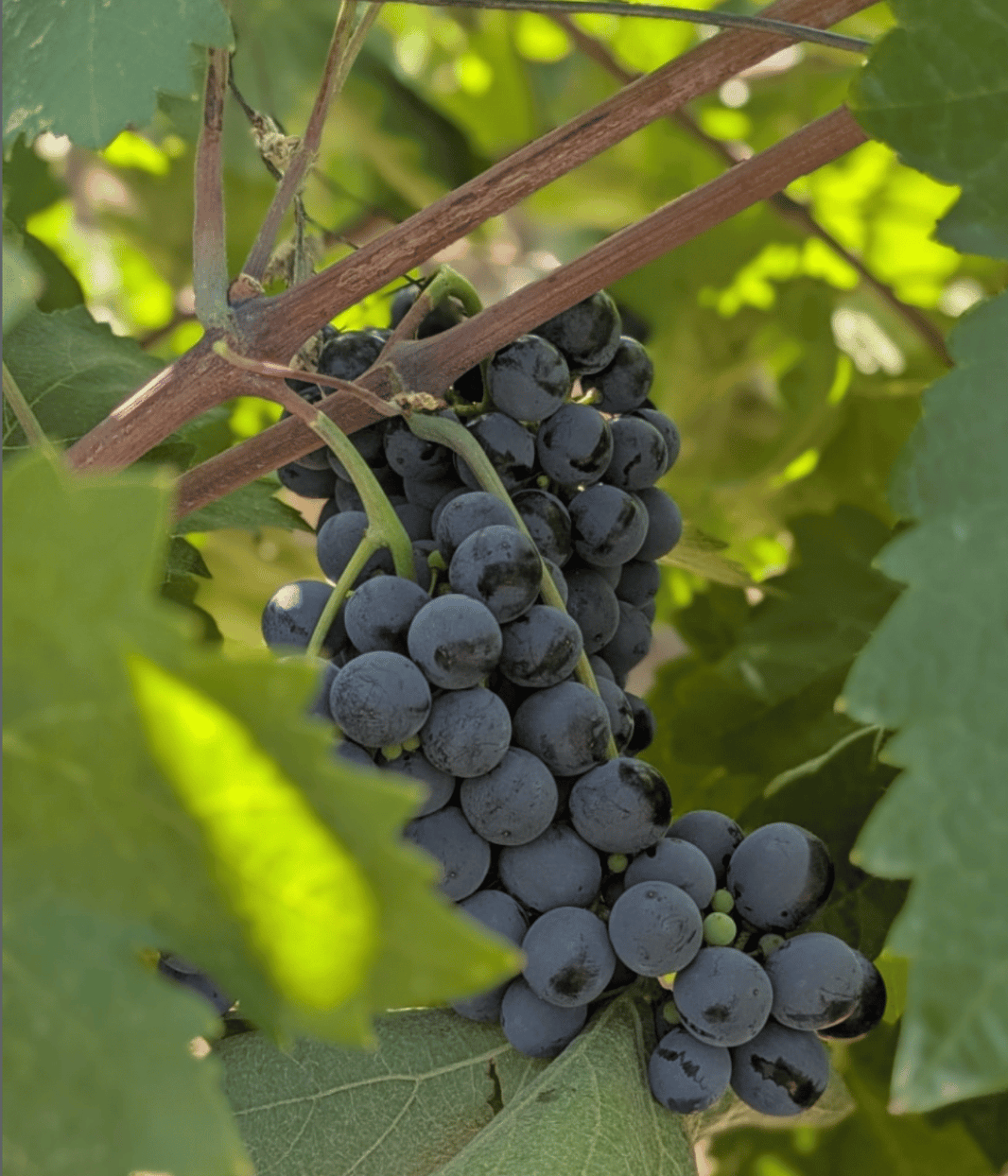 image in image with text